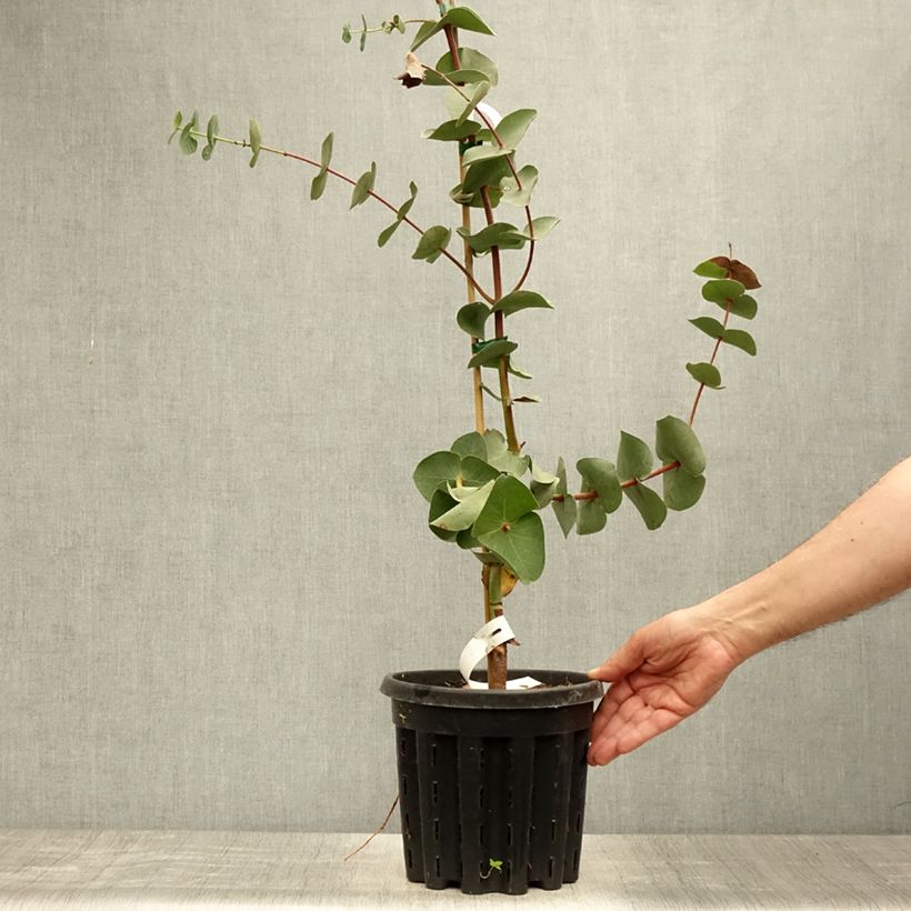 Esimerkki kesällä toimitetusta Hopeaeukalyptus - Eucalyptus sturgissiana 4 litran/5 litran ruukku-taimesta