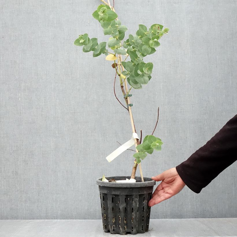 Esimerkki syksyllä toimitetusta Hopeaeukalyptus - Eucalyptus sturgissiana 4 litran/5 litran ruukku-taimesta
