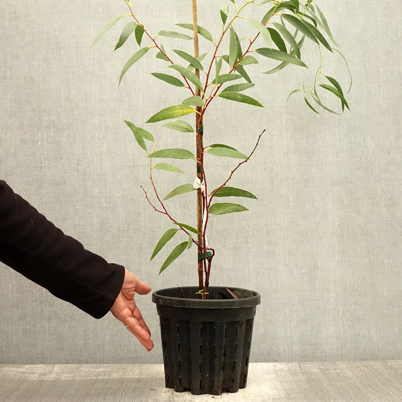 Esimerkki syksyllä toimitetusta Hopeaeukalyptus - Eucalyptus tetraptera 4 litran/5 litran ruukku-taimesta