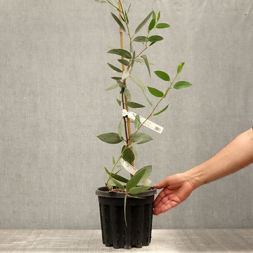Esimerkki kesällä toimitetusta Hopeaeukalyptus - Eucalyptus tetraptera 4 litran/5 litran ruukku-taimesta