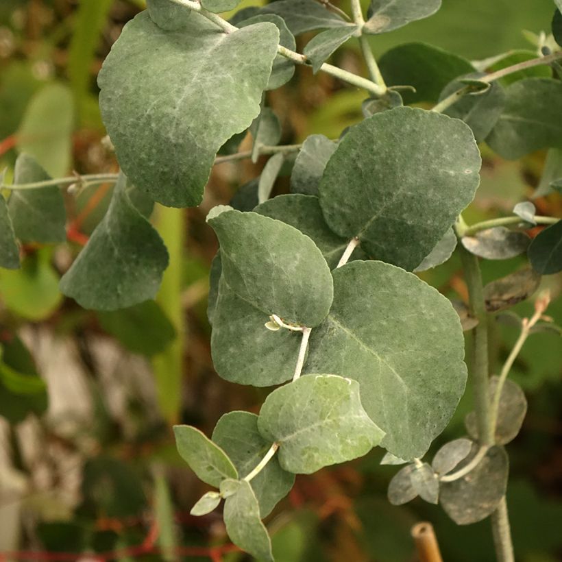 Hopeaeukalyptus - Eucalyptus urnigera f.glaucus (Lehvistö)