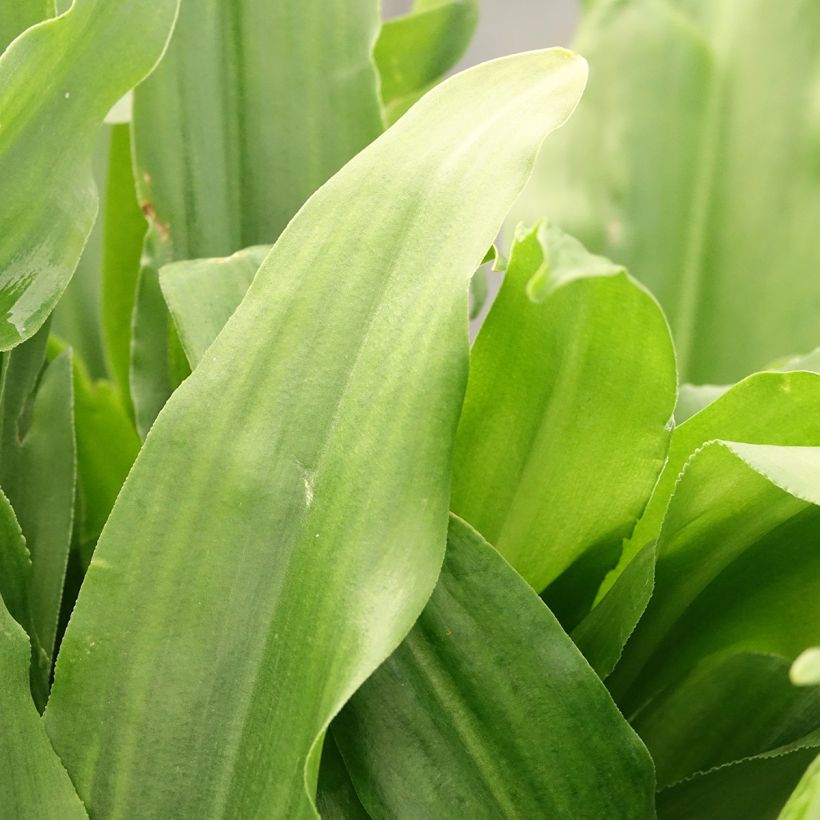 Töyhtövana - Eucomis autumnalis (Lehvistö)