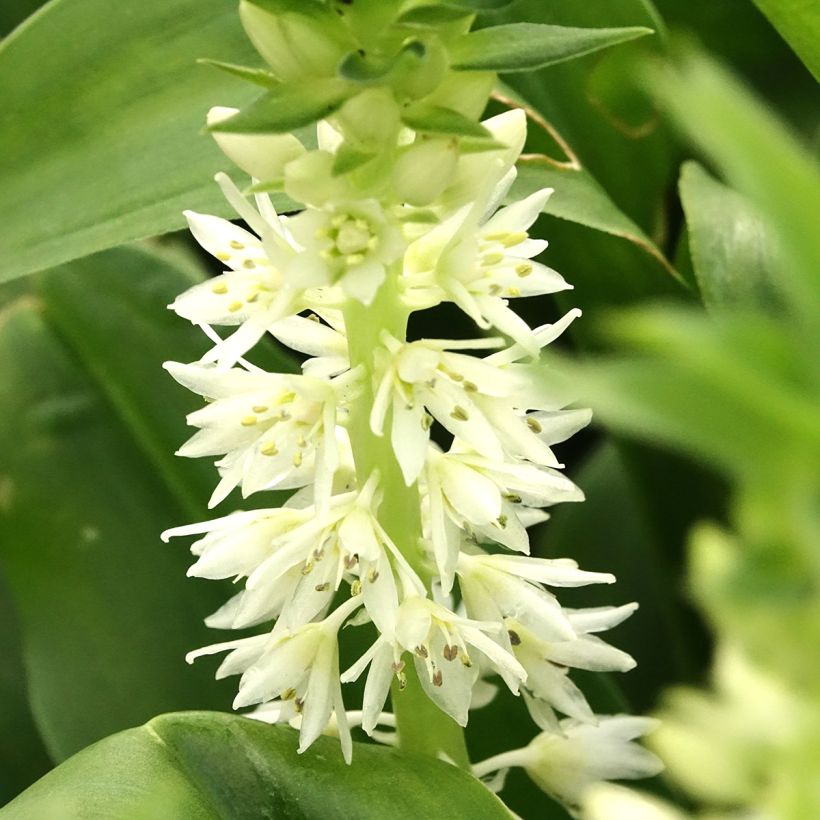 Töyhtövana - Eucomis autumnalis (Kukinta)