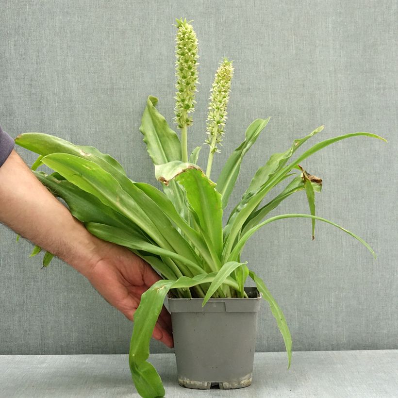 Esimerkki kesällä toimitetusta Töyhtövana - Eucomis autumnalis 2 litran/3 litran ruukku Koko 14/16-taimesta