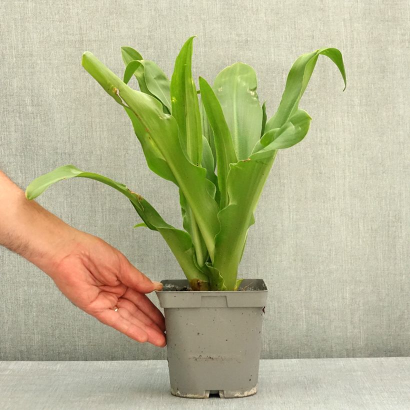 Esimerkki keväällä toimitetusta Töyhtövana - Eucomis autumnalis Ruukku 2L / 3L Koko 14/16-taimesta