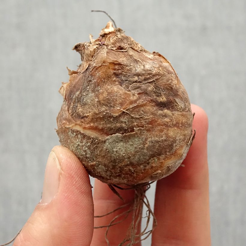 Esimerkki keväällä toimitetusta Töyhtövana - Eucomis bicolor Sipuli Koko 14/16-taimesta