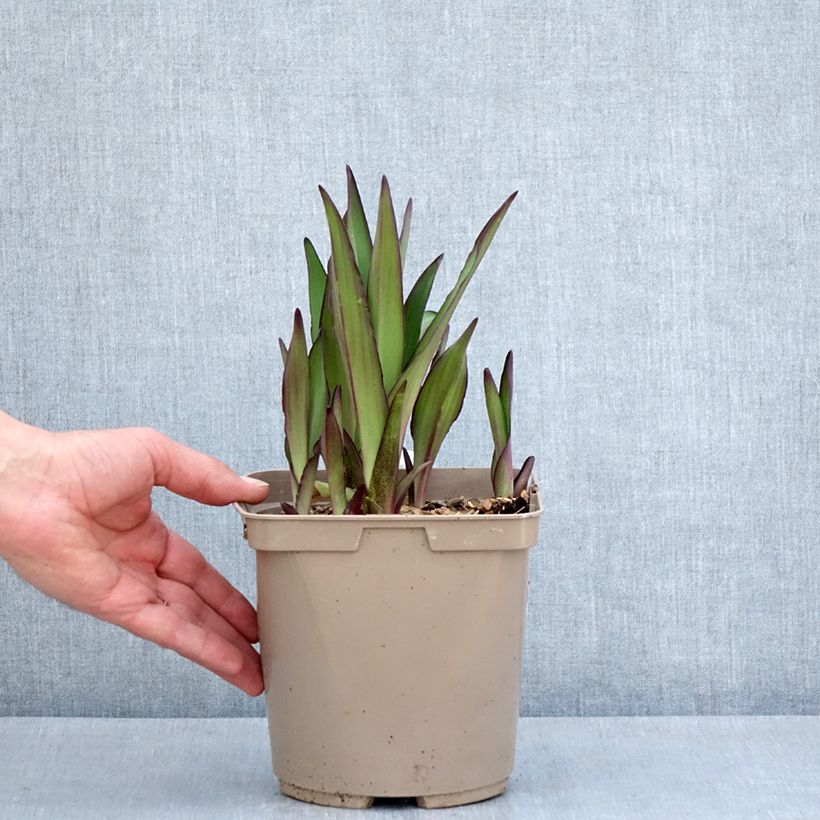Esimerkki keväällä toimitetusta Eucomis comosa Can Can - Fleur ananas Pot de 3L/4L calibre 18/20-taimesta