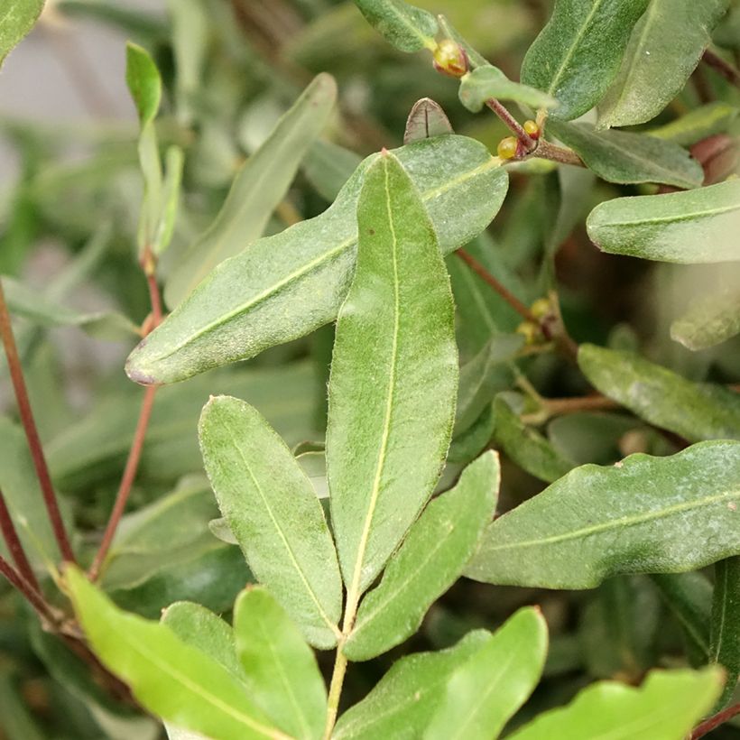 Eucryphia lucida Ballerina (Lehvistö)