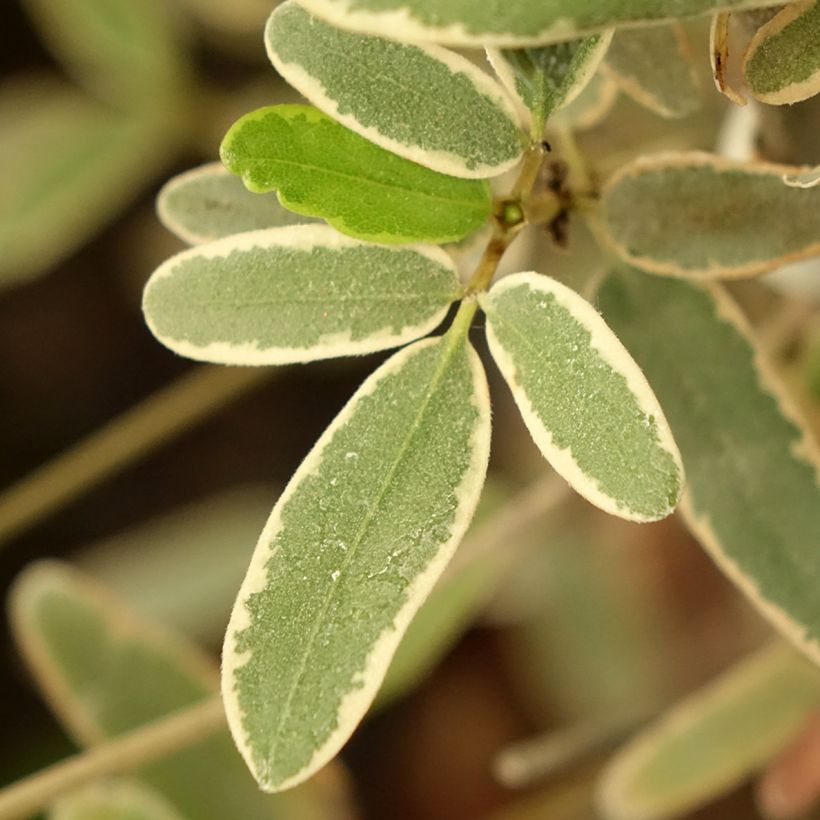 Eucryphia lucida Gilt Edge (Lehvistö)