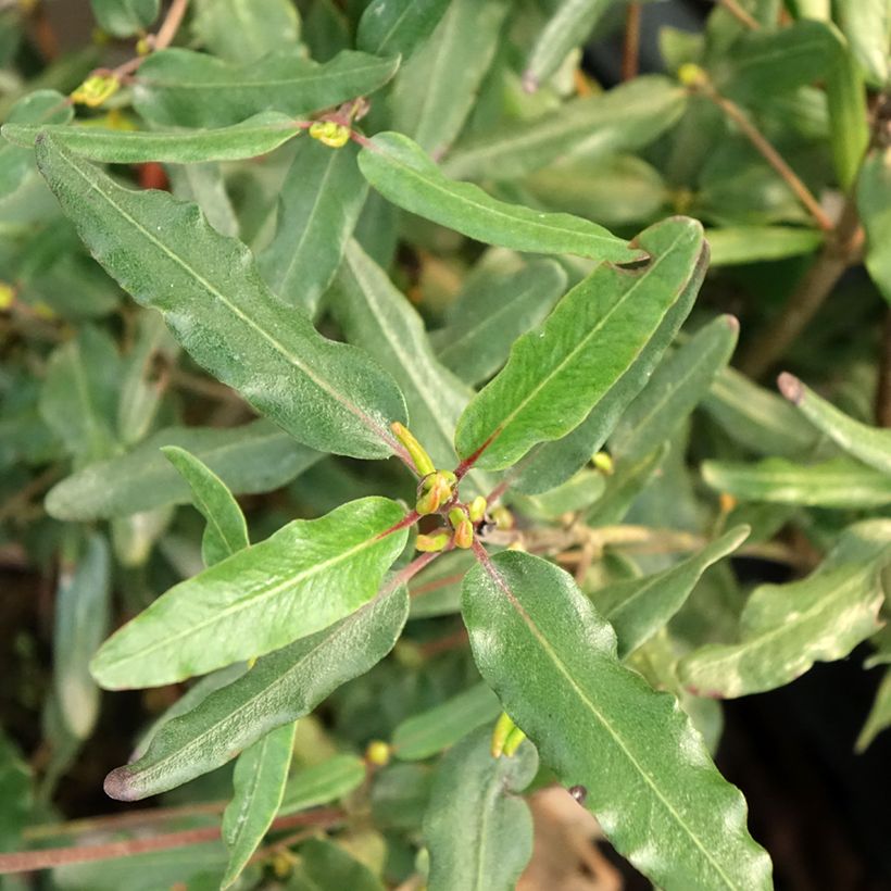 Eucryphia moorei (Lehvistö)