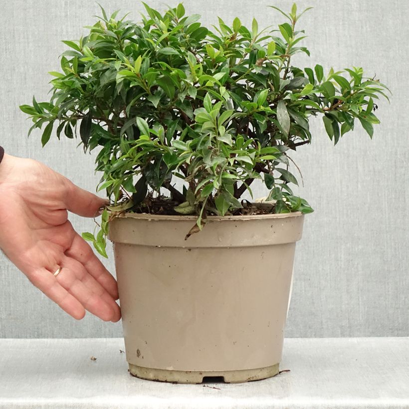 Esimerkki syksyllä toimitetusta Eugenia myrtifolia Compacta 4 litran/5 litran ruukku-taimesta