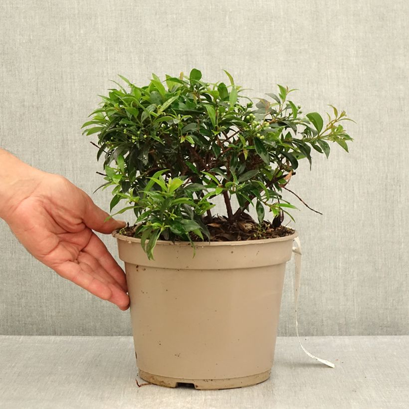 Esimerkki kesällä toimitetusta Eugenia myrtifolia Compacta 4 litran/5 litran ruukku-taimesta