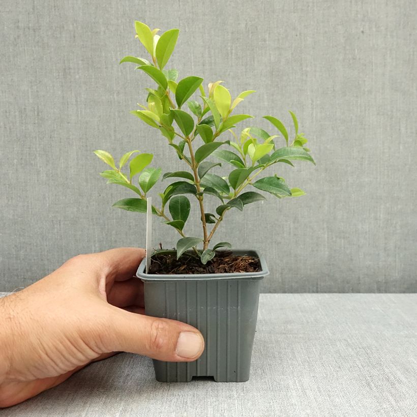 Esimerkki kesällä toimitetusta Eugenia myrtifolia New Port 8/9 cm taimiruukku-taimesta
