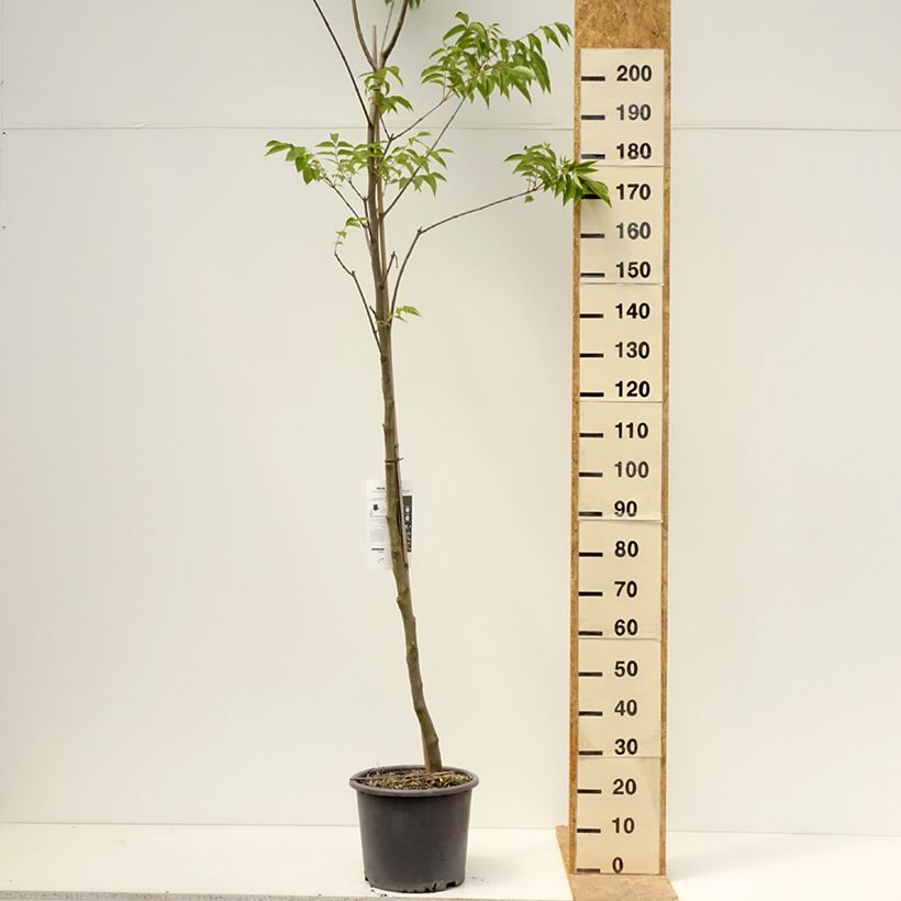 Esimerkki keväällä toimitetusta Kiinanherupuu - Tetradium daniellii Ruukku 12L / 15L-taimesta