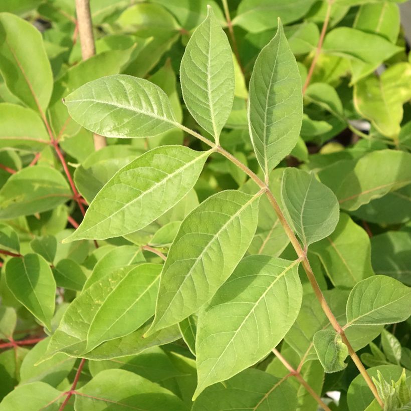 Kiinanherupuu - Tetradium daniellii (Lehvistö)