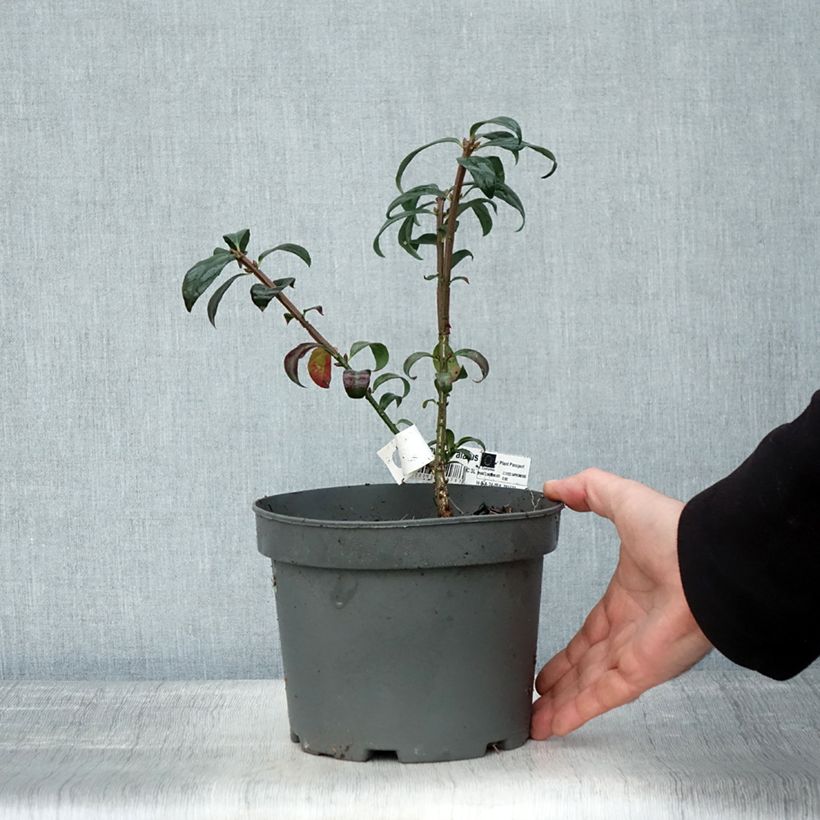 Esimerkki syksyllä toimitetusta Pallesorvarinpensas - Euonymus alatus 2 litran/3 litran ruukku-taimesta