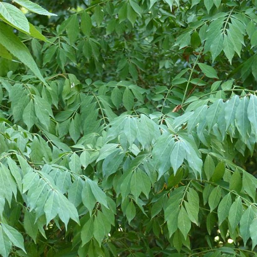 Pallesorvarinpensas - Euonymus alatus (Lehvistö)