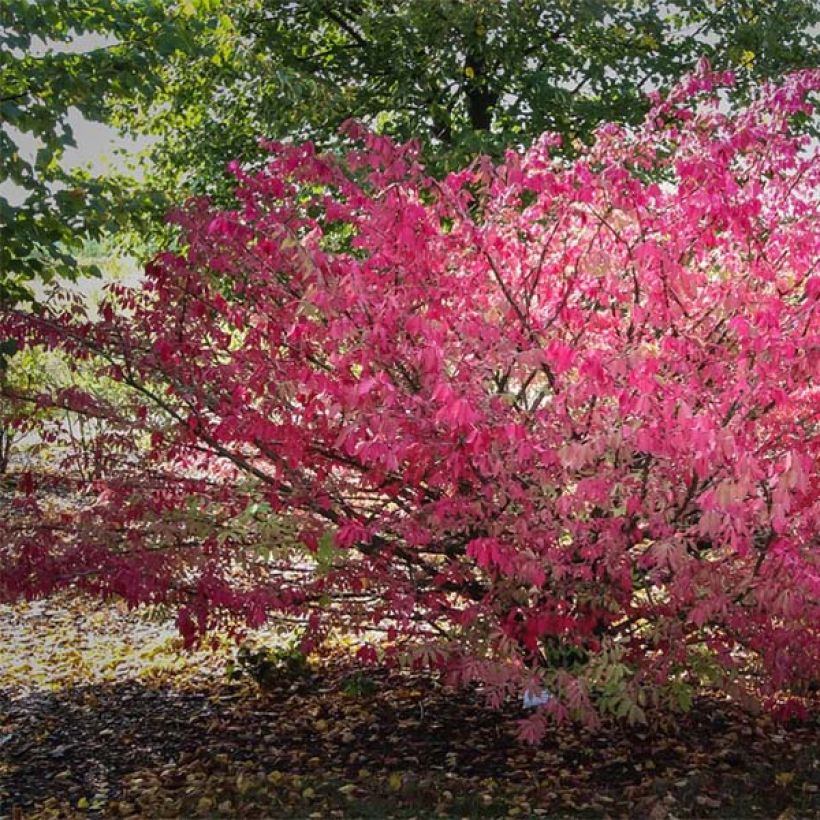 Pallesorvarinpensas - Euonymus alatus (Kasvutapa)
