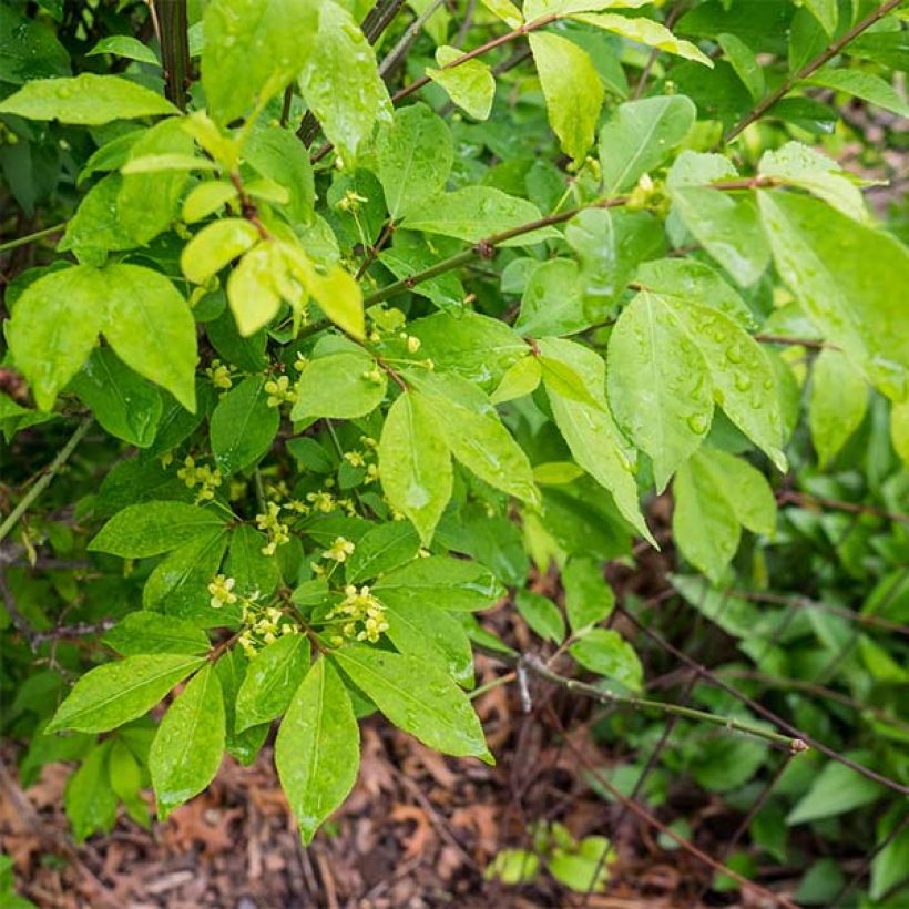 Pallesorvarinpensas Compactus (Lehvistö)