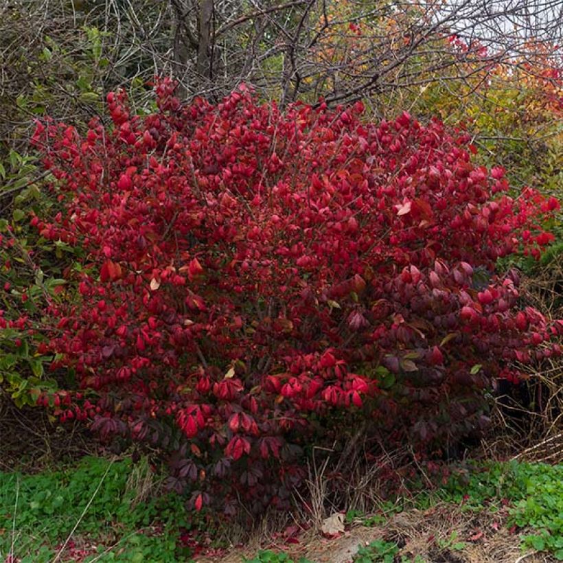 Pallesorvarinpensas Compactus (Kasvutapa)