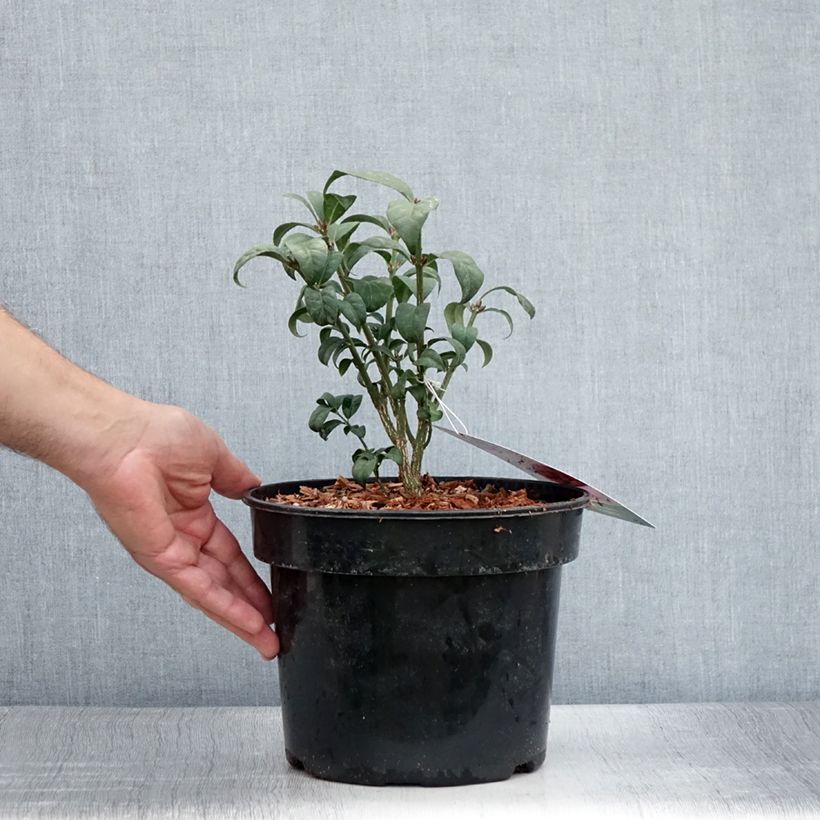 Esimerkki kesällä toimitetusta Pallesorvarinpensas Compactus Ruukku 4L / 5L-taimesta