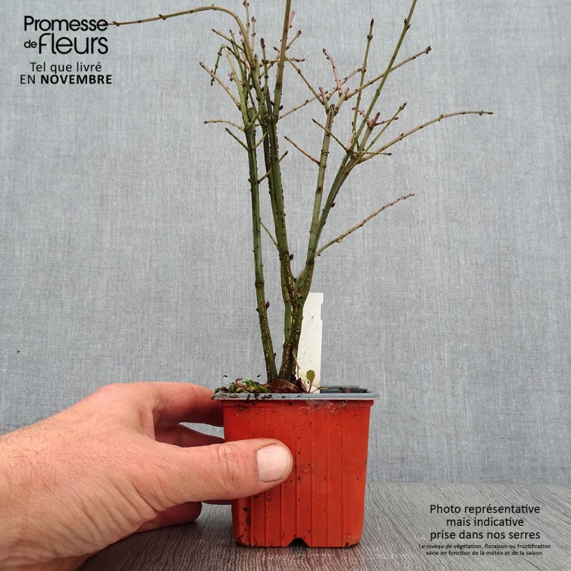 Esimerkki syksyllä toimitetusta Pallesorvarinpensas - Euonymus alatus 8/9 cm taimiruukku-taimesta