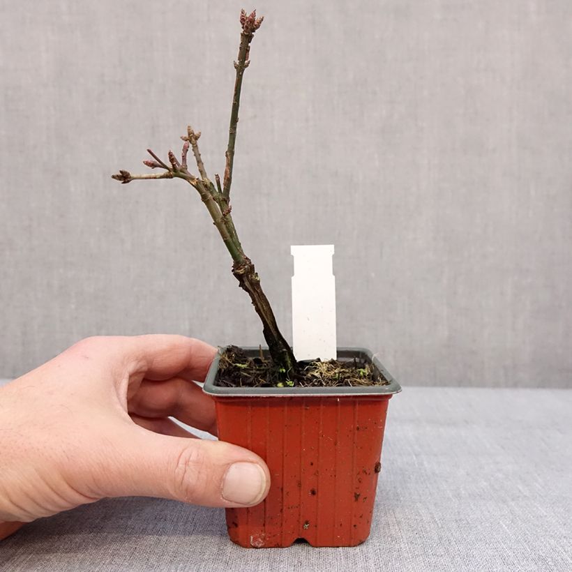 Esimerkki talvella toimitetusta Euonymus alatus - Fusain ailé Godet de 8/9 cm-taimesta