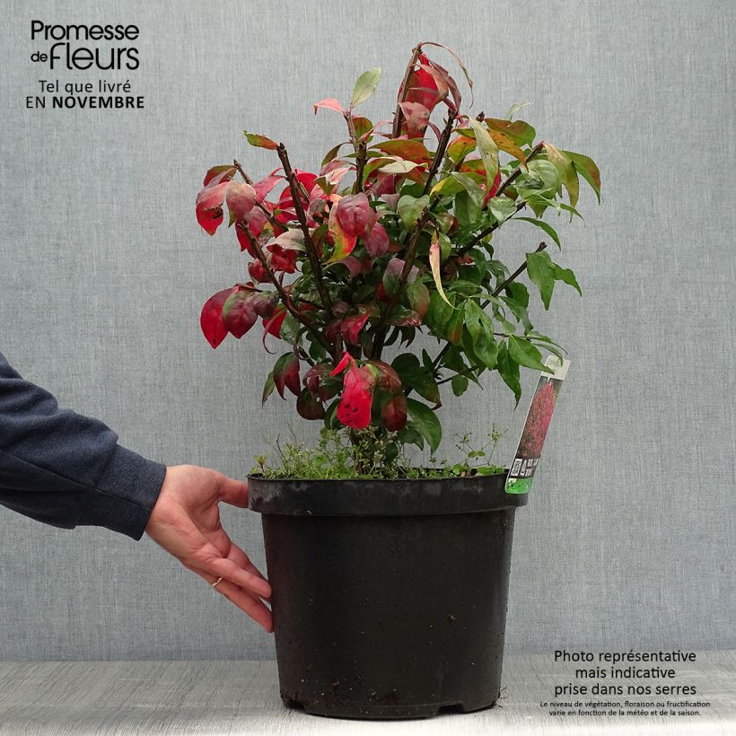 Esimerkki syksyllä toimitetusta Pallesorvarinpensas - Euonymus alatus 7,5 litran / 10 litran ruukku-taimesta