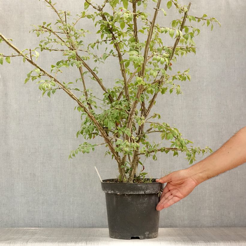 Esimerkki kesällä toimitetusta Pallesorvarinpensas - Euonymus alatus Ruukku 7,5L / 10L-taimesta