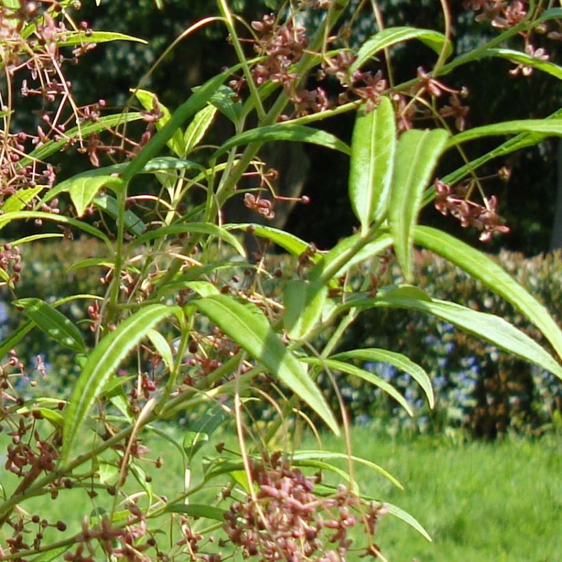 Sorvarinpensaa var. rongchuensis (Lehvistö)