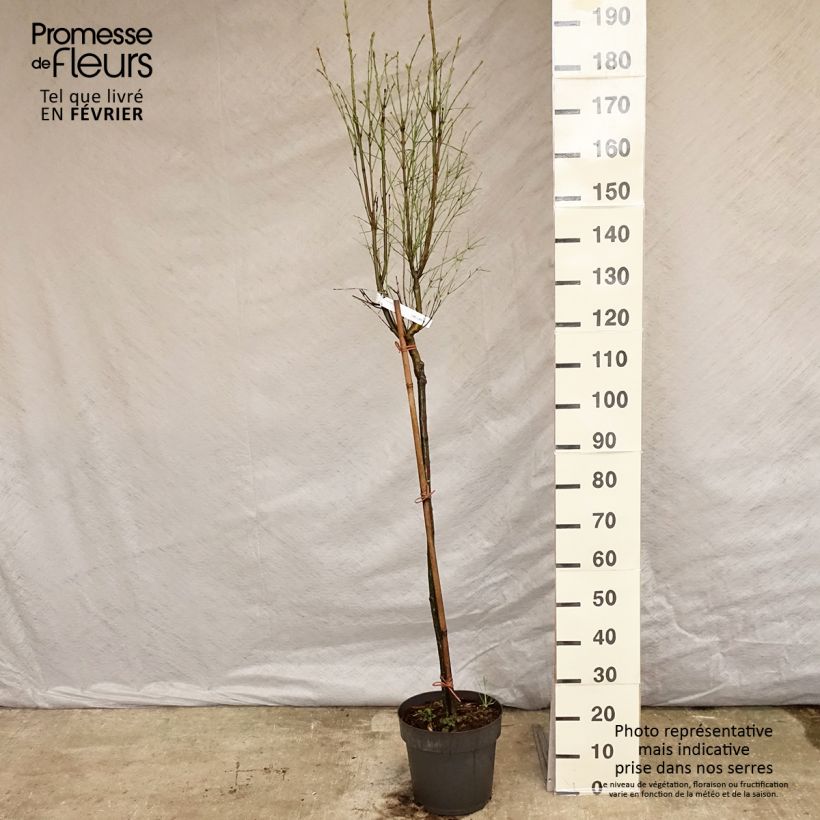 Esimerkki talvella toimitetusta Euonymus clivicolus - Fusain Pot de 7,5L/10L, Tige, Tige de 90 cm-taimesta