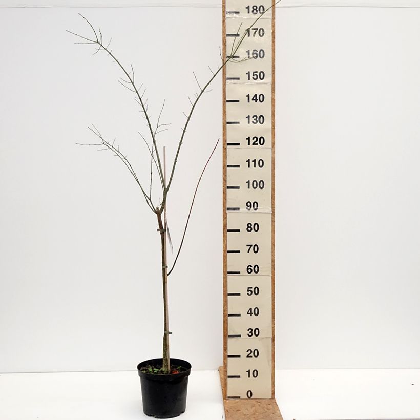 Esimerkki syksyllä toimitetusta Euroopansorvarinpensas Albus 7,5 litran / 10 litran ruukku-taimesta