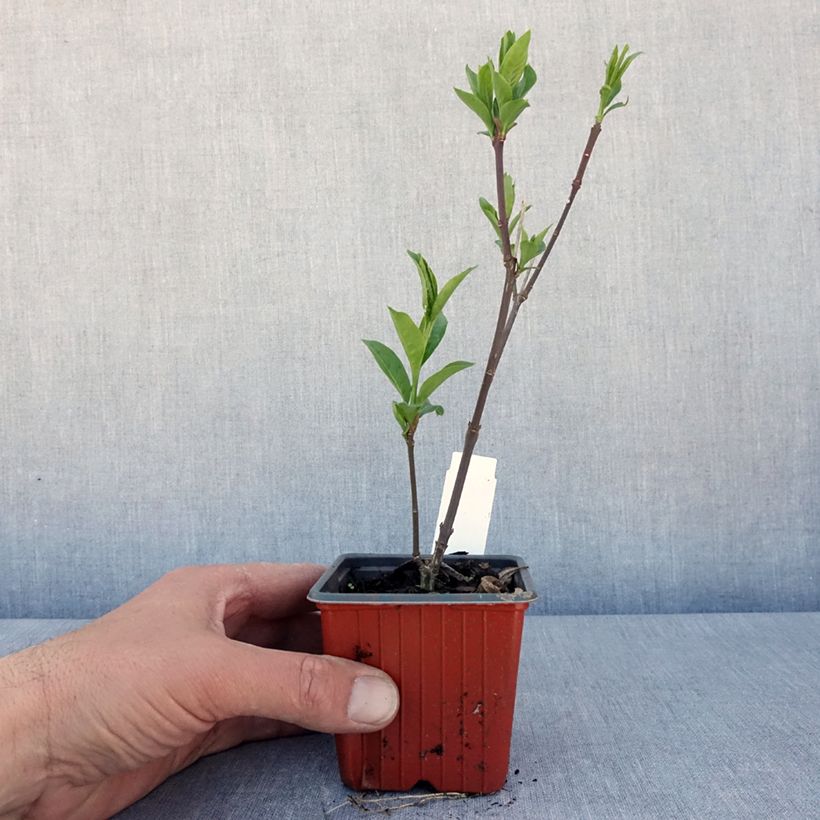 Esimerkki keväällä toimitetusta Euroopansorvarinpensas Red Cascade Taimiruukku 8/9 cm-taimesta