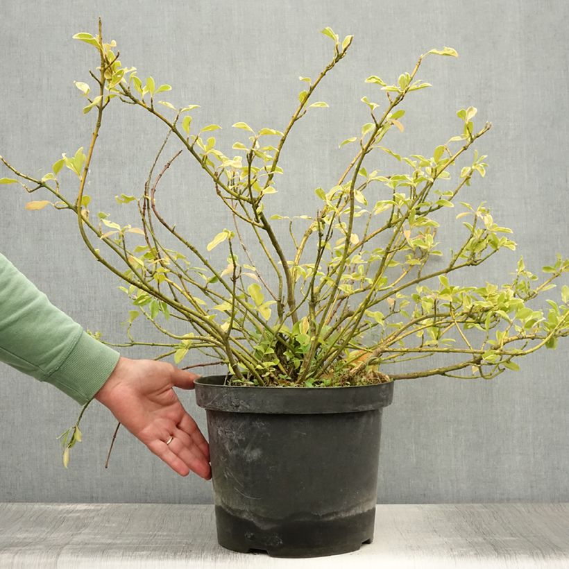 Esimerkki kesällä toimitetusta Suikerosorvarinpensas Blondy Pot de 7,5L/10L-taimesta