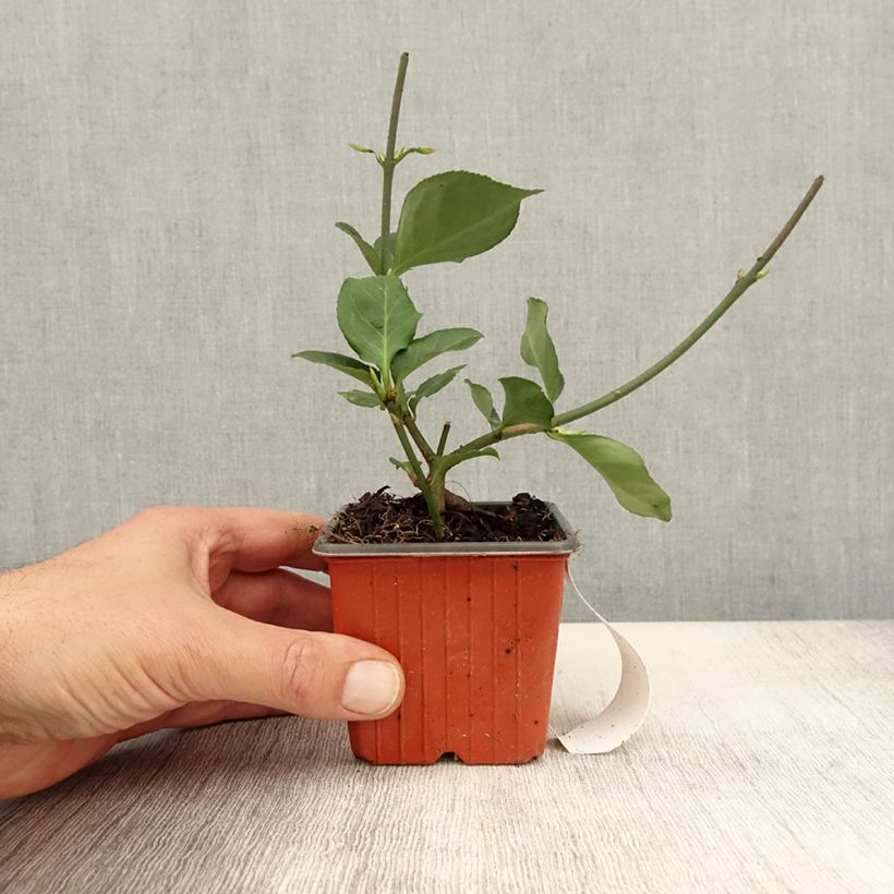 Esimerkki syksyllä toimitetusta Suikerosorvarinpensas Dart's Blanket 8/9 cm taimiruukku-taimesta