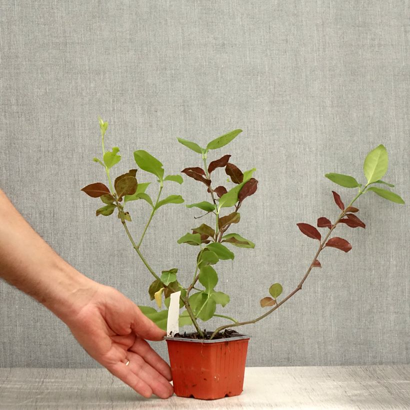 Esimerkki kesällä toimitetusta Suikerosorvarinpensas Dart's Blanket Godet de 8/9 cm-taimesta