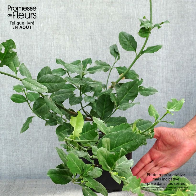 Esimerkki kesällä toimitetusta Suikerosorvarinpensas Dart's Blanket Pot de 2L/3L-taimesta