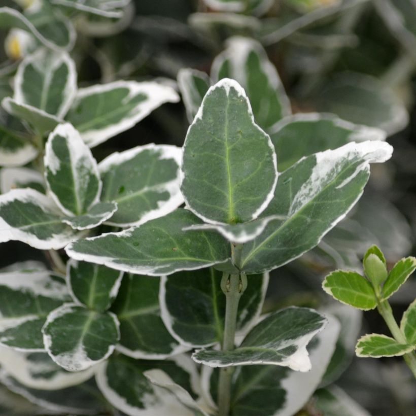 Suikerosorvarinpensas Emerald Gaiety (Lehvistö)