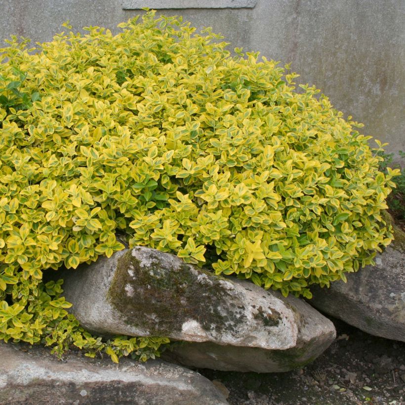 Suikerosorvarinpensas Emerald 'n gold (Kasvutapa)