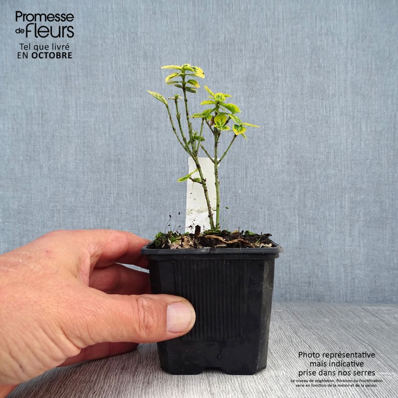 Esimerkki syksyllä toimitetusta Suikerosorvarinpensas Emerald 'n gold 8/9 cm taimiruukku-taimesta
