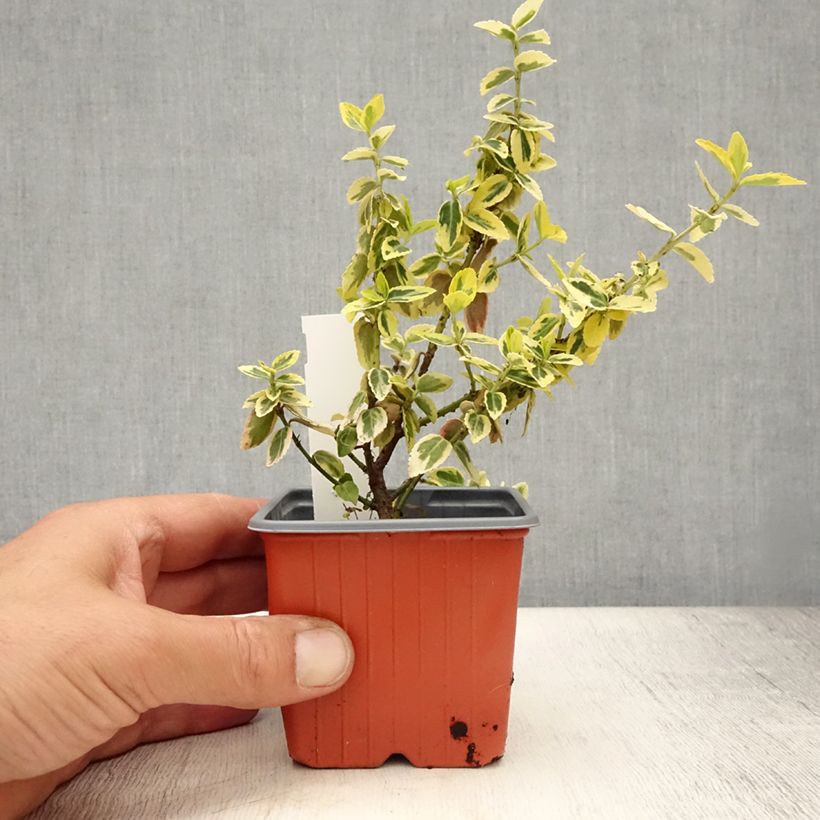 Esimerkki kesällä toimitetusta Suikerosorvarinpensas Emerald 'n gold Taimiruukku 8/9 cm-taimesta