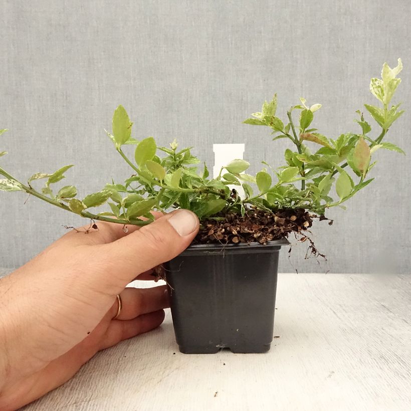 Esimerkki kesällä toimitetusta Suikerosorvarinpensas Harlequin Taimiruukku 8/9 cm-taimesta