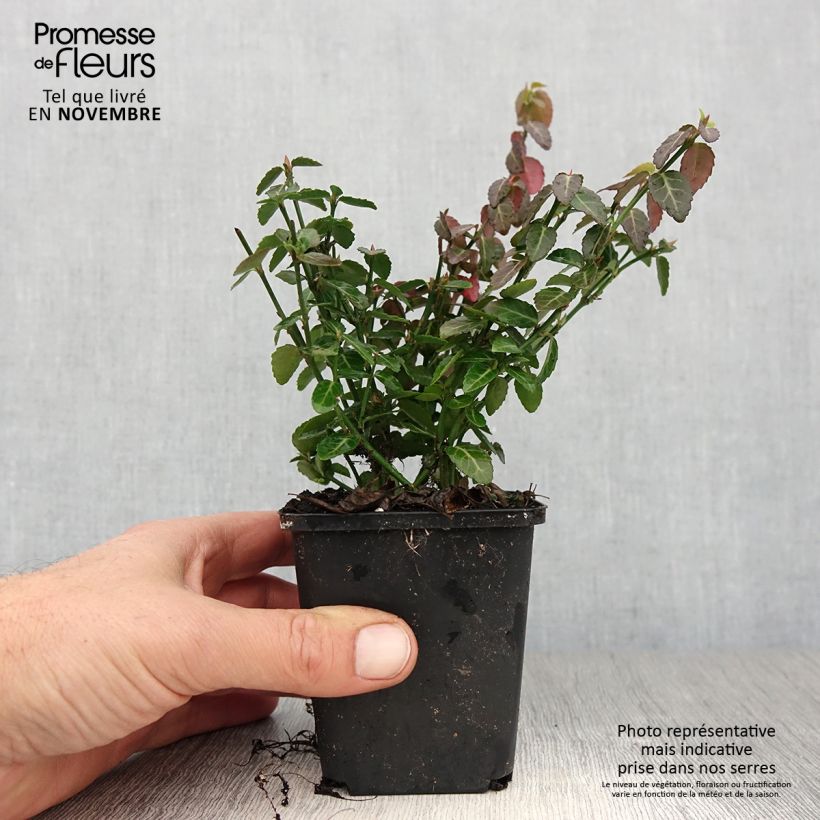 Esimerkki syksyllä toimitetusta Suikerosorvarinpensas Radicans 8/9 cm taimiruukku-taimesta