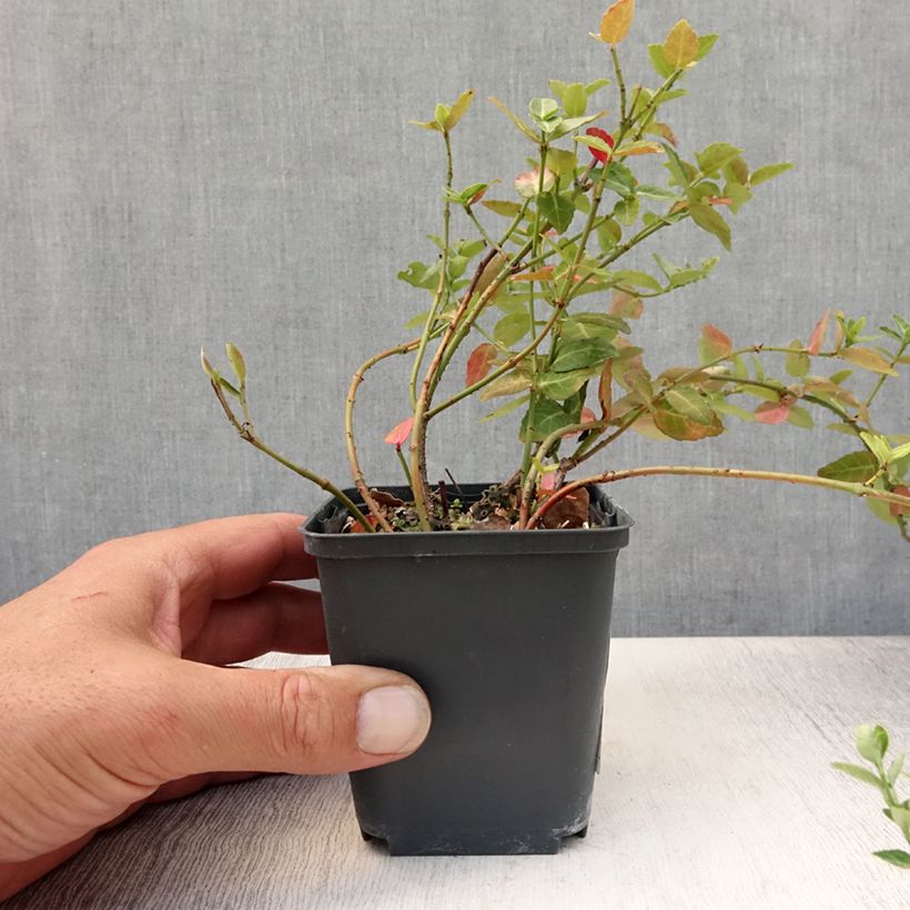 Esimerkki kesällä toimitetusta Suikerosorvarinpensas Radicans Godet de 8/9 cm-taimesta