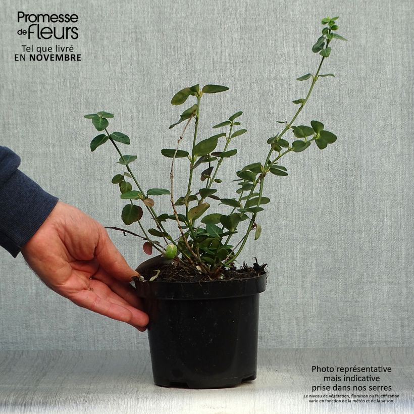 Esimerkki syksyllä toimitetusta Suikerosorvarinpensas Radicans 1 litran / 1,5 litran ruukku-taimesta