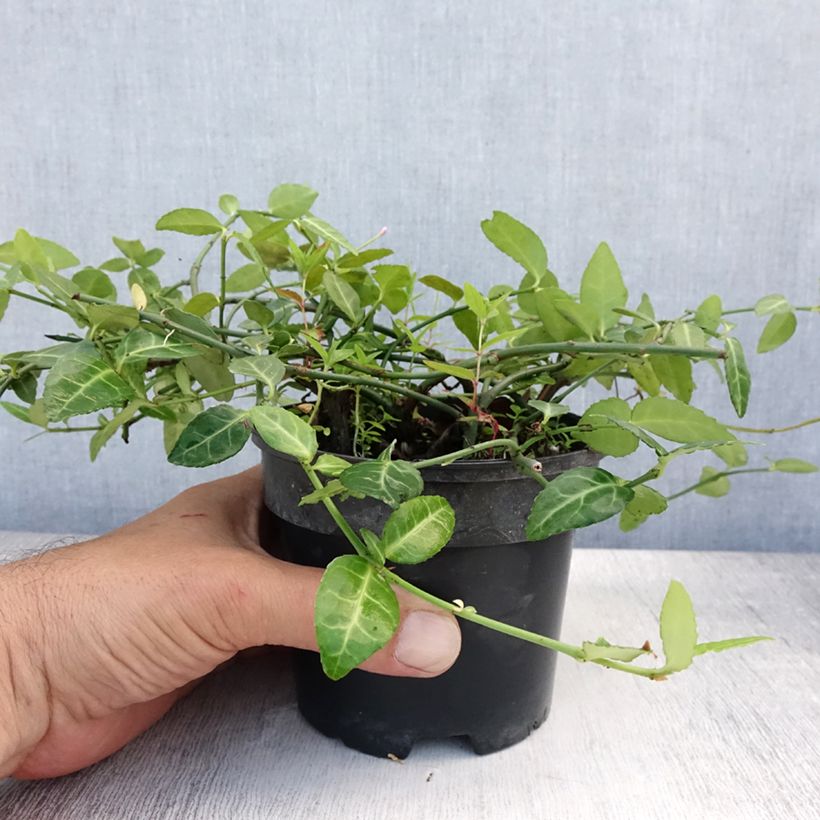 Esimerkki kesällä toimitetusta Suikerosorvarinpensas Radicans Pot de 1L/1,5L-taimesta