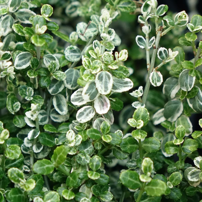 Suikerosorvarinpensas Heins Silver Carpet (Lehvistö)