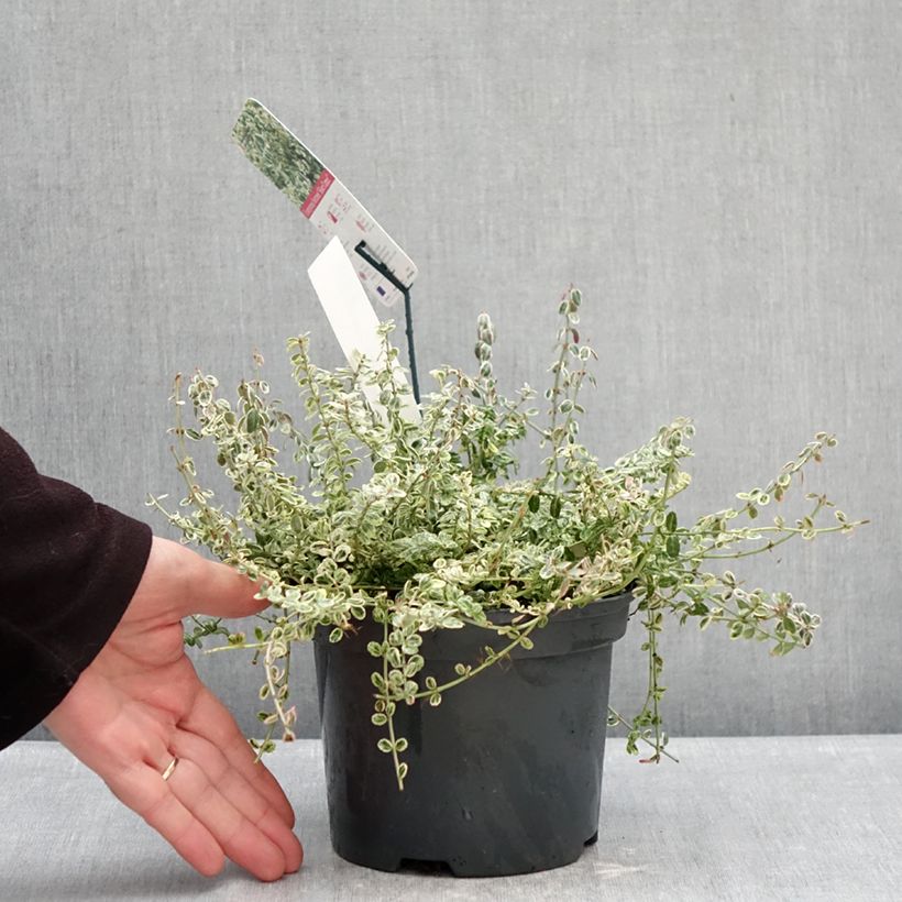 Esimerkki talvella toimitetusta Suikerosorvarinpensas Heins Silver Carpet 2 litran/3 litran ruukku-taimesta