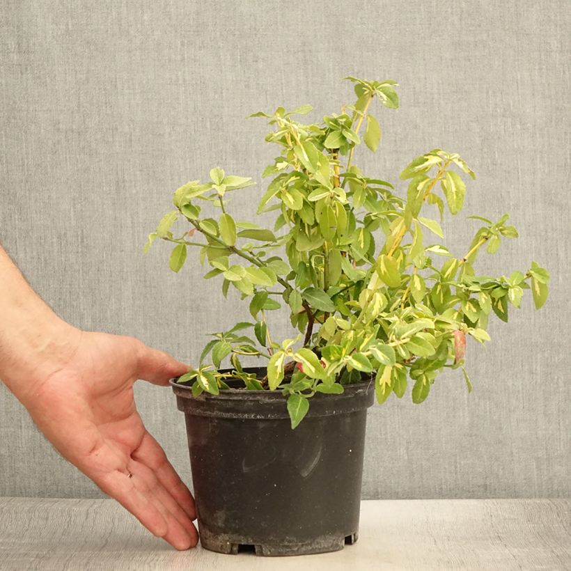 Esimerkki kesällä toimitetusta Suikerosorvarinpensas Sunspot Pot de 2L/3L-taimesta