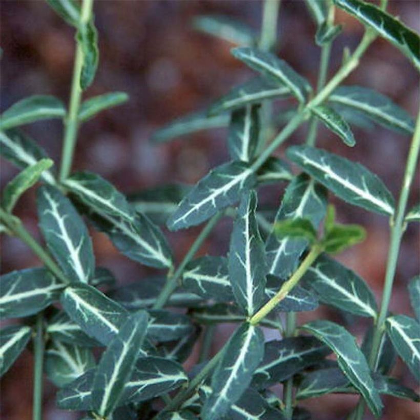 Suikerosorvarinpensas Wolong Ghost (Lehvistö)